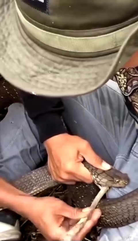Moment Snake Bites Man's P£nis, Refuses to Release Grip [VIDEO]