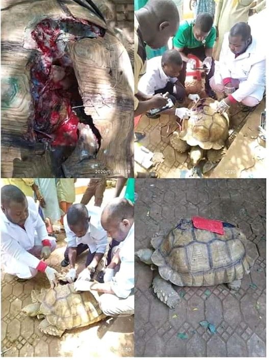 75-Years-Old Tortoise In Relief After Undergoing Successful Shell Surgery In Sokoto...(PHOTOS) | Daily Report Nigeria