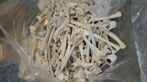 Customs Seizes Lion Bones, Pangolin Scales Worth N952m | Daily Report Nigeria