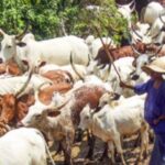 Sultan Meets Cattle Breeders Association Over Farmers-Herders Crisis | Daily Report Nigeria
