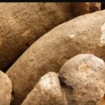 Man Sentenced 12 Strokes Of Cane For Stealing Yams Worth Over N500k | Daily Report Nigeria