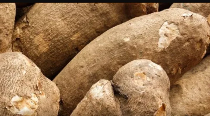 Man Sentenced 12 Strokes Of Cane For Stealing Yams Worth Over N500k | Daily Report Nigeria