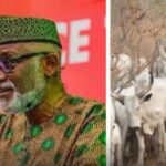 Any Cow Seen In Akure Will Be Arrested - Governor Akeredolu Blows Hot | Daily Report Nigeria