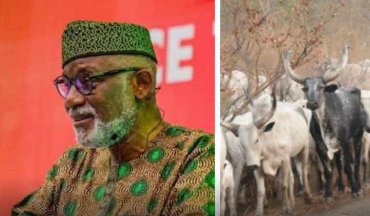 Any Cow Seen In Akure Will Be Arrested - Governor Akeredolu Blows Hot | Daily Report Nigeria