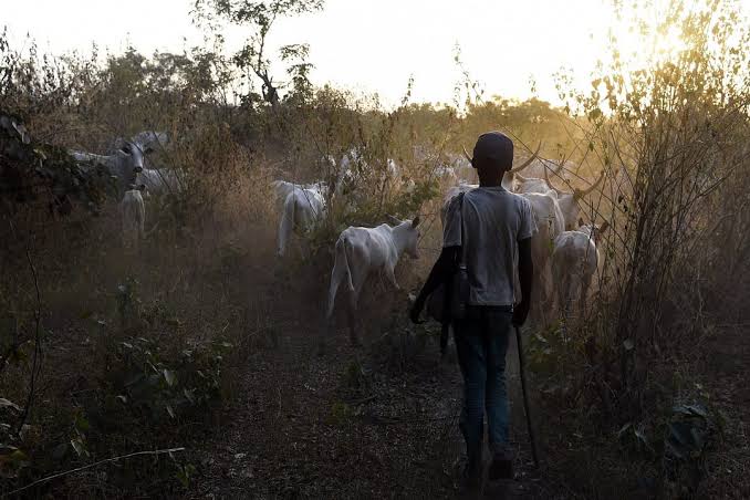 Two Farmers Killed During Clash With Herders in Ekiti | Daily Report Nigeria