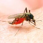 Nigeria Needs N1.89trn To Tackle Malaria – Health Minister | Daily Report Nigeria