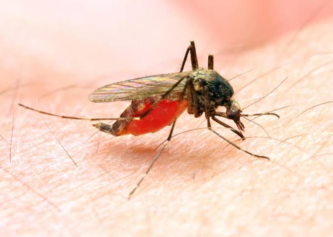 Nigeria Needs N1.89trn To Tackle Malaria – Health Minister | Daily Report Nigeria