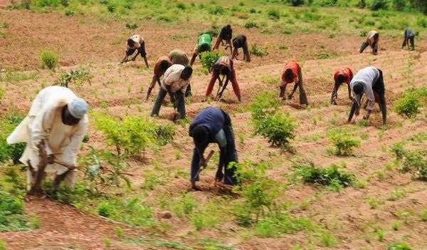 Insecurity: Borno Moves to Resume Farming Activities | Daily Report Nigeria