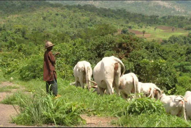 No Federal Law Created Grazing Reserves, Senate Spokesman Insists | Daily Report Nigeria