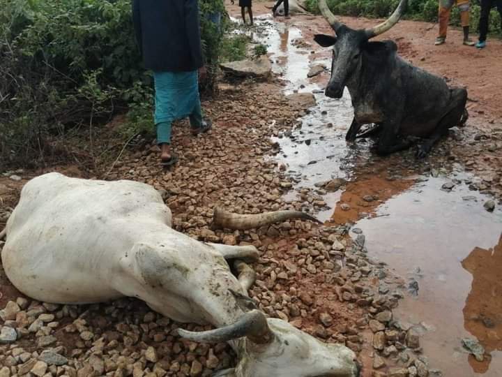 Over 20 Cows Killed as Train Rams Into Herd in Abuja | Daily Report Nigeria