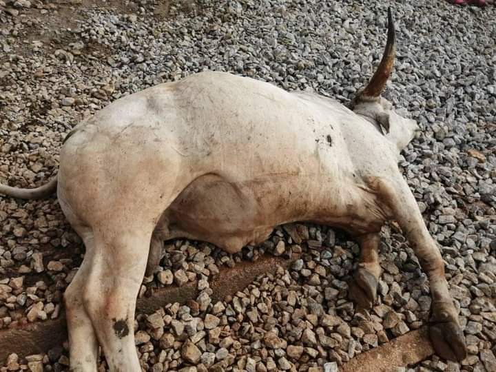 Over 20 Cows Killed as Train Rams Into Herd in Abuja | Daily Report Nigeria