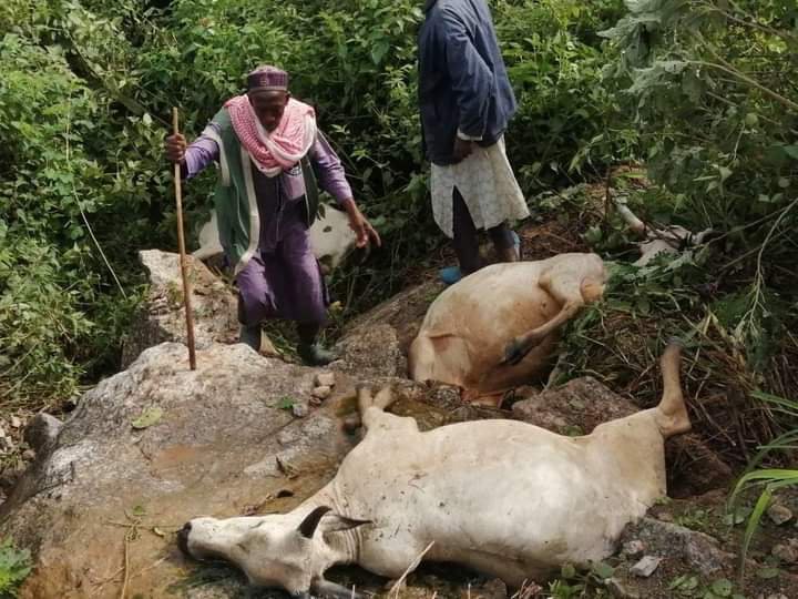 Over 20 Cows Killed as Train Rams Into Herd in Abuja | Daily Report Nigeria