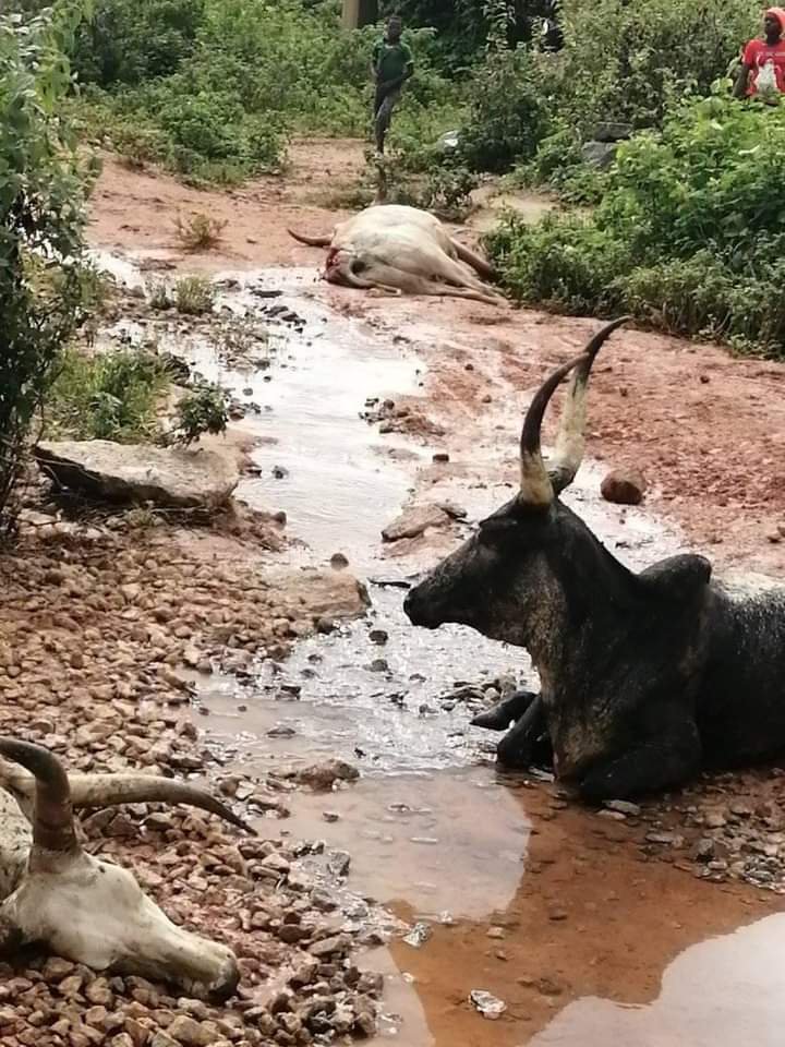 Over 20 Cows Killed as Train Rams Into Herd in Abuja | Daily Report Nigeria