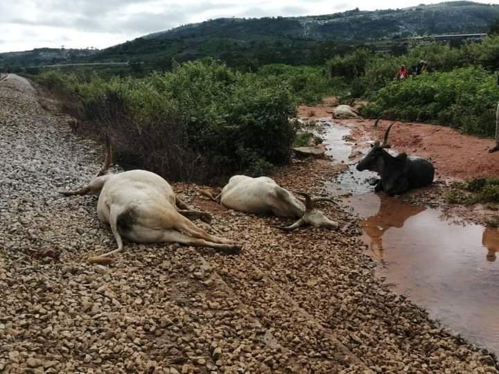 Over 20 Cows Killed as Train Rams Into Herd in Abuja | Daily Report Nigeria