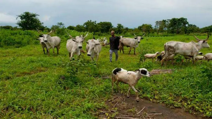 Why Farmers/Herdsmen Clashes Still Persist in Nigeria – TETFUND Boss, Bogoro | Daily Report Nigeria