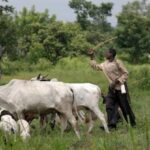 Open Grazing: Ohanaeze Sends Message To South-East Governors | Daily Report Nigeria