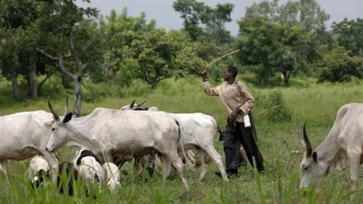 Open Grazing: Ohanaeze Sends Message To South-East Governors | Daily Report Nigeria