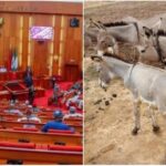 Uproar as Donkey Business Bill Passes Second Reading in Senate | Daily Report Nigeria