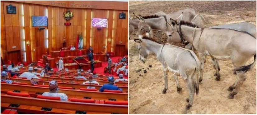 Uproar as Donkey Business Bill Passes Second Reading in Senate | Daily Report Nigeria