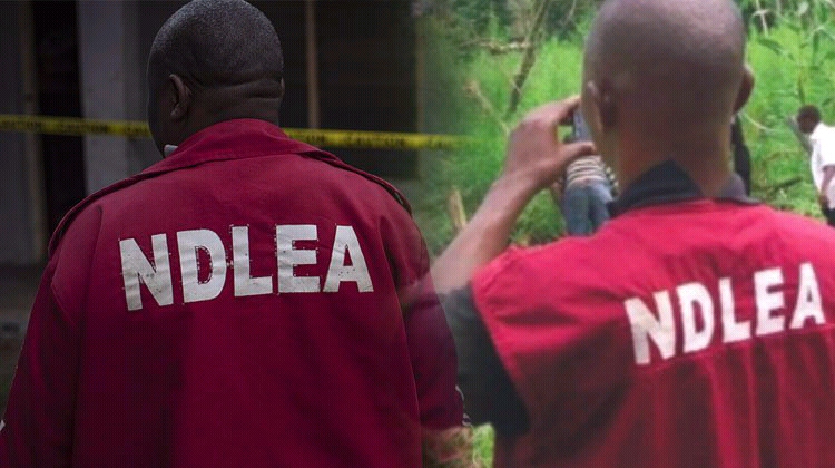 NDLEA Nab Pregnant Woman With Illegal Drugs In Rivers | Daily Report Nigeria