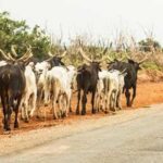 BREAKING: Akwa Ibom House of Assembly Passes Anti-Open Grazing Bill | Daily Report Nigeria