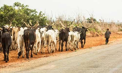 BREAKING: Akwa Ibom House of Assembly Passes Anti-Open Grazing Bill | Daily Report Nigeria