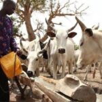 Miyetti Allah Gives FG Condition to End Open Grazing | Daily Report Nigeria