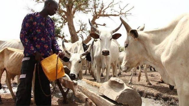 Miyetti Allah Gives FG Condition to End Open Grazing | Daily Report Nigeria