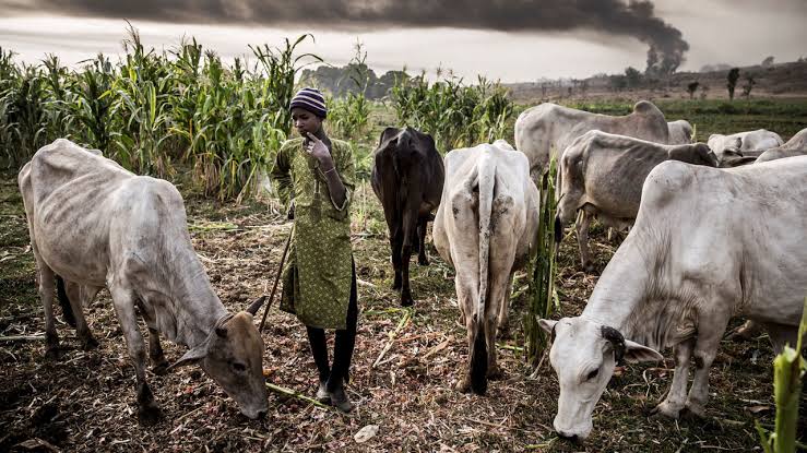 Police Set up Crack Squad To Tackle Herder-Farmer Clashes in Yobe | Daily Report Nigeria