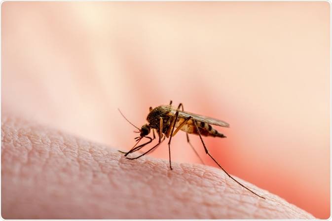 Nigeria Accounted For 27% of Half of Malaria Deaths Worldwide in 2020 - WHO | Daily Report Nigeria