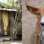 Herbalist Dies After Dog Ate His Private Part in Calabar | Daily Report Nigeria