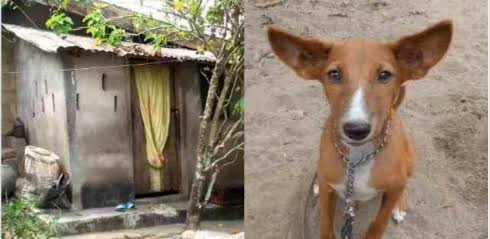 Herbalist Dies After Dog Ate His Private Part in Calabar | Daily Report Nigeria