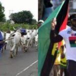 BREAKING: IPOB Bans Cows, National Anthem in Southeast | Daily Report Nigeria