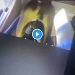 Videos of Lagos Girls Having Sex With Dogs For N1.5m Break Internet | Daily Report Nigeria