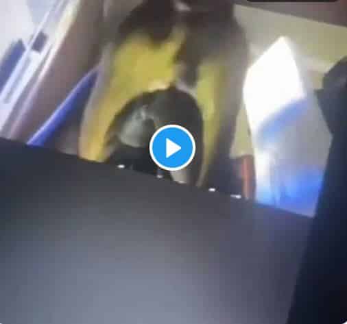 Girls Having Sex With Dogs Videos - Videos Of Lagos Girls Having Sex With Dogs For N1.5m Break Internet | Daily  Report