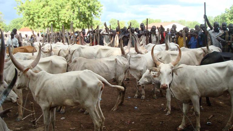 3 Dead, Many Injured as Bomb Explodes in Cattle Market | Daily Report Nigeria