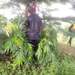 Lifeless Body Of Man Found Hanging On Tree In Delta Community | Daily Report Nigeria