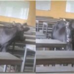 Nigerians React As Cow Takes Over Class Room Following ASSU Strike | Daily Report Nigeria