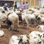 Sallah: Ram Sellers Cry Out Over Low Patronage In Lagos