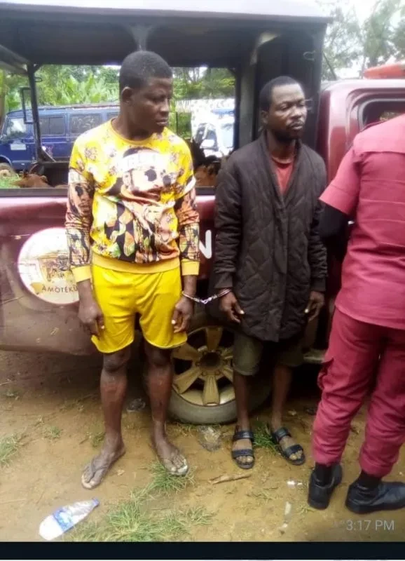 Amotekun Outfit Arrests Two Robbers of 18 Goats in Oyo