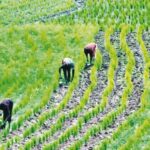 FG Unveils Agric Policy, Gets $55m US Support | Daily Report Nigeria