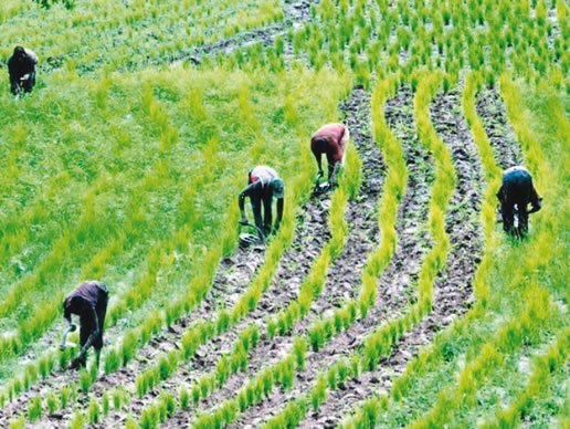 FG Unveils Agric Policy, Gets $55m US Support | Daily Report Nigeria