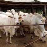 FG releases N6.25bn for establishment of cattle ranches in Katsina