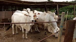 FG releases N6.25bn for establishment of cattle ranches in Katsina