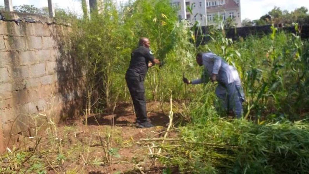 Police Uncovers Marijuana Farm, Arrests Owner in Abuja | Daily Report Nigeria