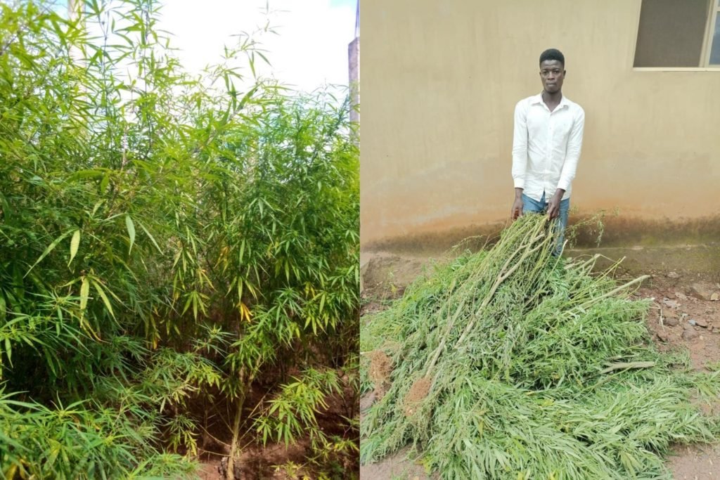 Police Uncovers Marijuana Farm, Arrests Owner in Abuja