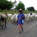 Man Drowns While Rescuing Cow in Jigawa, Animal Survives | Daily Report Nigeria