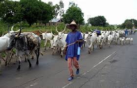 Man Drowns While Rescuing Cow in Jigawa, Animal Survives | Daily Report Nigeria