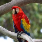 Nigerian Man Deported from Canada for Killing Parrot | Daily Report Nigeria