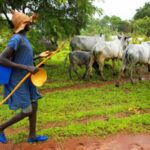 Gombe Government Bans Cattle Movement | Daily Report Nigeria